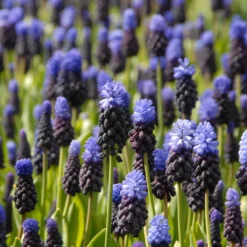Muscari Latifolium -Cheap Ethereal Yard Store muscari latifolium 5