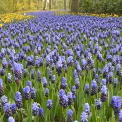 Muscari Latifolium -Cheap Ethereal Yard Store muscari latifolium 6
