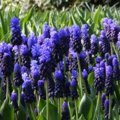 Muscari Latifolium -Cheap Ethereal Yard Store muscari latifolium 8