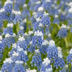 Muscari 'Mount Hood' -Cheap Ethereal Yard Store muscari mount hood 2