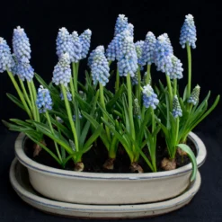 Muscari 'Mount Hood' -Cheap Ethereal Yard Store muscari mount hood 3