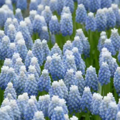 Muscari 'Mount Hood' -Cheap Ethereal Yard Store muscari mount hood 4