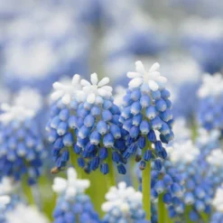 Muscari 'Mount Hood' -Cheap Ethereal Yard Store muscari mount hood 5