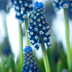 Muscari 'Night Eyes' -Cheap Ethereal Yard Store muscari night eyes 00 scaled