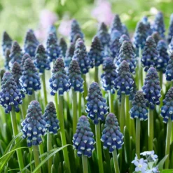 Muscari 'Night Eyes' -Cheap Ethereal Yard Store muscari night eyes 10
