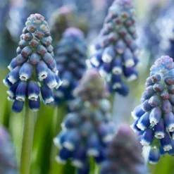 Muscari 'Night Eyes' -Cheap Ethereal Yard Store muscari night eyes 11