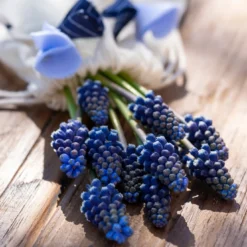 Muscari 'Night Eyes' -Cheap Ethereal Yard Store muscari night eyes 4