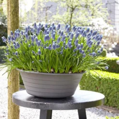 Muscari 'Night Eyes' -Cheap Ethereal Yard Store muscari night eyes 5