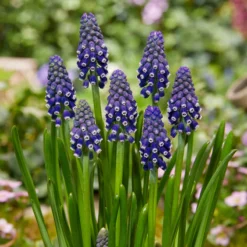 Muscari 'Night Eyes' -Cheap Ethereal Yard Store muscari night eyes 7