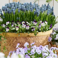Muscari 'Night Eyes' -Cheap Ethereal Yard Store muscari night eyes 9