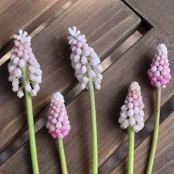 New Products -Cheap Ethereal Yard Store muscari pink sunrise 01