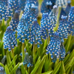 Muscari 'Soulmate' -Cheap Ethereal Yard Store muscari soulmate 3