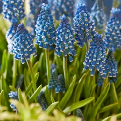 Muscari 'Soulmate' -Cheap Ethereal Yard Store muscari soulmate 4
