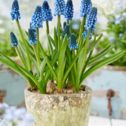 Muscari 'Soulmate' -Cheap Ethereal Yard Store muscari soulmate 5