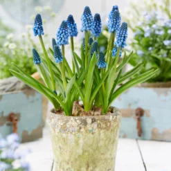 Muscari 'Soulmate' -Cheap Ethereal Yard Store muscari soulmate 6