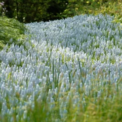 Muscari 'Valerie Finnis' -Cheap Ethereal Yard Store muscari valerie finnis 10
