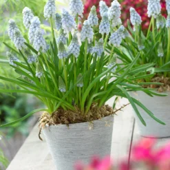 Muscari 'Valerie Finnis' -Cheap Ethereal Yard Store muscari valerie finnis 11
