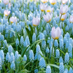 Muscari 'Valerie Finnis' -Cheap Ethereal Yard Store muscari valerie finnis 12