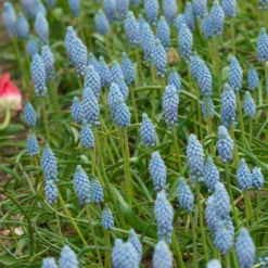 Muscari 'Valerie Finnis' -Cheap Ethereal Yard Store muscari valerie finnis 2 scaled