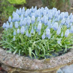 Muscari 'Valerie Finnis' -Cheap Ethereal Yard Store muscari valerie finnis 3 scaled