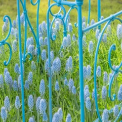 Muscari 'Valerie Finnis' -Cheap Ethereal Yard Store muscari valerie finnis 4