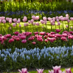 Muscari 'Valerie Finnis' -Cheap Ethereal Yard Store muscari valerie finnis 5