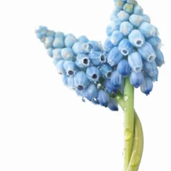 Muscari 'Valerie Finnis' -Cheap Ethereal Yard Store muscari valerie finnis 8