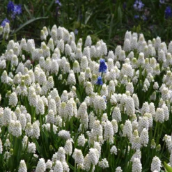 New Products -Cheap Ethereal Yard Store muscari white magic 1 79d9c444 95a6 4996 ad05 908c6aa5ba9e