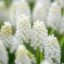 Muscari 'White Magic' -Cheap Ethereal Yard Store muscari white magic 2