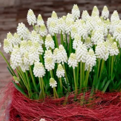 Muscari 'White Magic' -Cheap Ethereal Yard Store muscari white magic 3