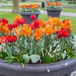 Muscari 'White Magic' -Cheap Ethereal Yard Store muscari white magic 4