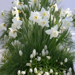 Muscari 'White Magic' -Cheap Ethereal Yard Store muscari white magic 6