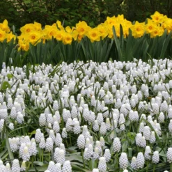 Muscari 'White Magic' -Cheap Ethereal Yard Store muscari white magic 8