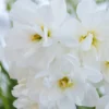 Narcissus 'Albus Plenus Odoratus'