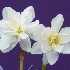 Narcissus 'Albus Plenus Odoratus' -Cheap Ethereal Yard Store narcissus albus plenus odoratus 2