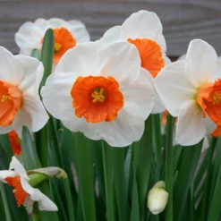 Narcissus 'Amadeus' -Cheap Ethereal Yard Store narcissus amadeus 1 scaled