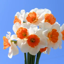 Narcissus 'Amadeus' -Cheap Ethereal Yard Store narcissus amadeus 3 scaled