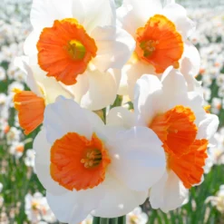 Narcissus 'Amadeus' -Cheap Ethereal Yard Store narcissus amadeus 4 scaled