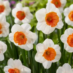 Narcissus 'Amadeus' -Cheap Ethereal Yard Store narcissus amadeus 8