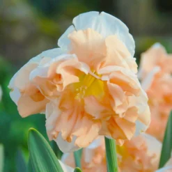 Narcissus 'Apricot Whirl' -Cheap Ethereal Yard Store narcissus apricot whirl 1