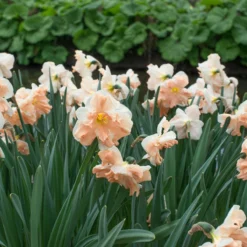 Narcissus 'Apricot Whirl' -Cheap Ethereal Yard Store narcissus apricot whirl 2