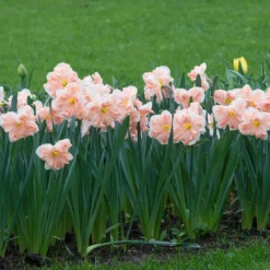 Narcissus 'Apricot Whirl' -Cheap Ethereal Yard Store narcissus apricot whirl 3