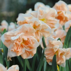 Narcissus 'Apricot Whirl' -Cheap Ethereal Yard Store narcissus apricot whirl 4