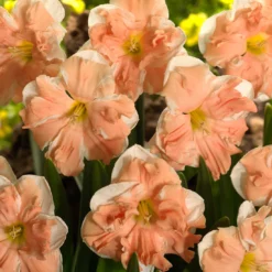 Narcissus 'Apricot Whirl' -Cheap Ethereal Yard Store narcissus apricot whirl 4 bde1627f c295 4211 80c8 276a6866e0b3