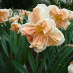 Narcissus 'Apricot Whirl' -Cheap Ethereal Yard Store narcissus apricot whirl 5 scaled