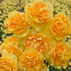 Narcissus 'Art Perfume' -Cheap Ethereal Yard Store narcissus art perfume 1 scaled