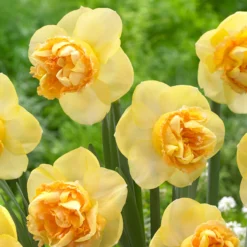 Narcissus 'Art Perfume'