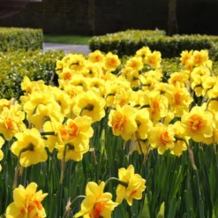 Cheap Ethereal Yard Store -Cheap Ethereal Yard Store narcissus ascot 7