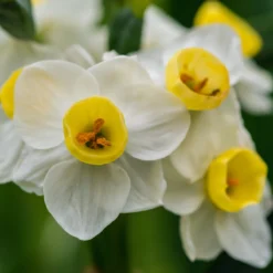 Narcissus 'Avalanche' -Cheap Ethereal Yard Store narcissus avalanche 4 scaled