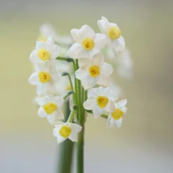 Narcissus 'Avalanche' -Cheap Ethereal Yard Store narcissus avalanche 5 scaled